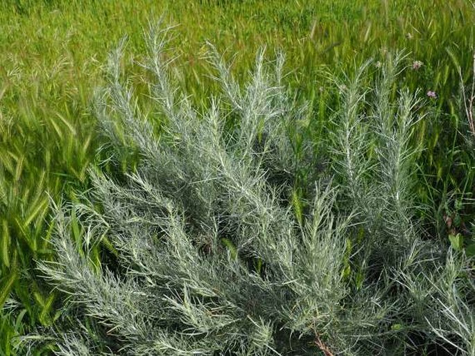 Artemisia cana subsp. bolanderi