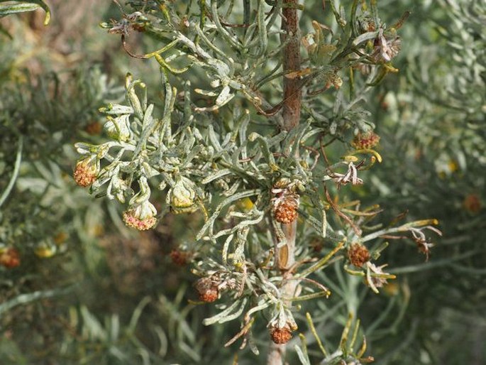 Artemisia cana subsp. bolanderi