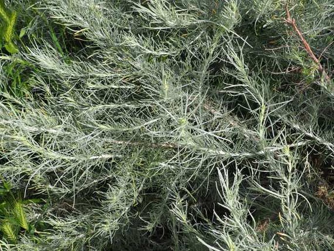 Artemisia cana subsp. bolanderi