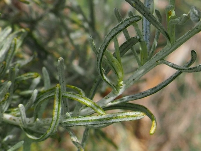 Artemisia cana subsp. bolanderi