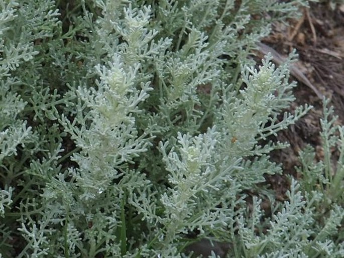 Artemisia caerulescens subsp. densiflora