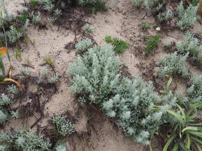 Artemisia caerulescens subsp. densiflora