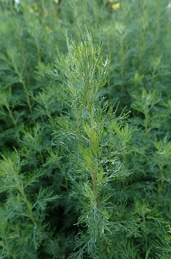 Artemisia abrotanum