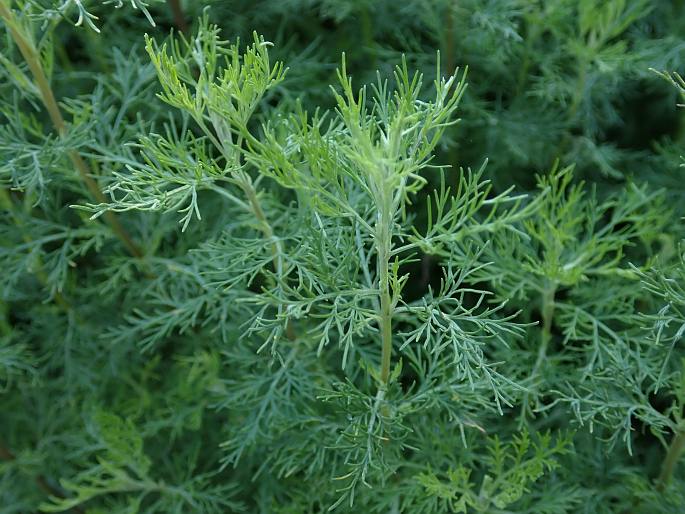 Artemisia abrotanum