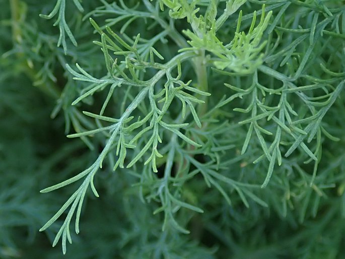 Artemisia abrotanum