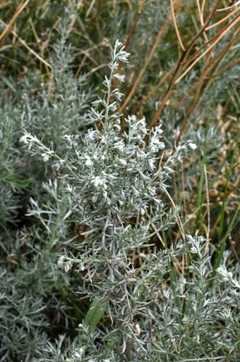 Artemisia austriaca