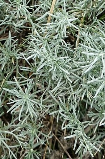 Artemisia austriaca