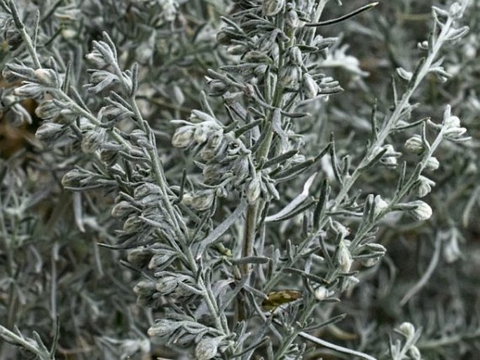 Artemisia austriaca