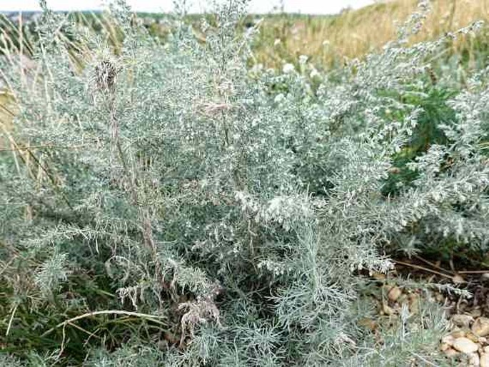 Artemisia austriaca