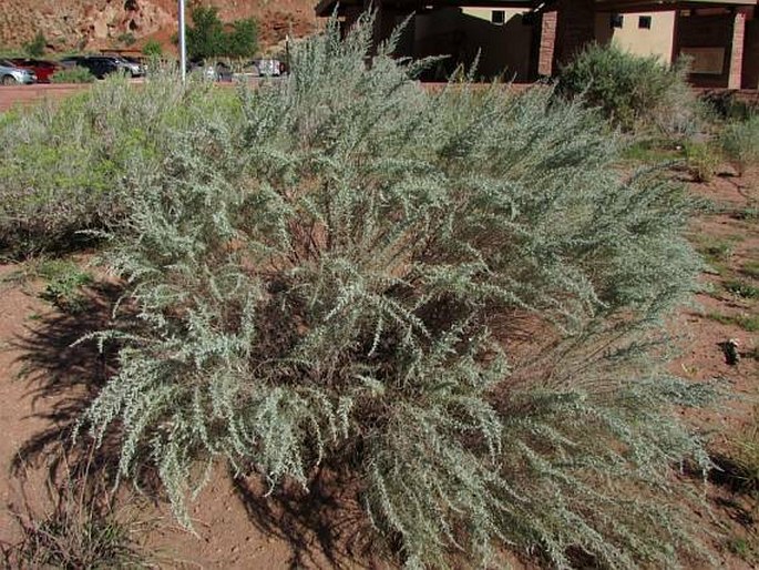 Artemisia filifolia