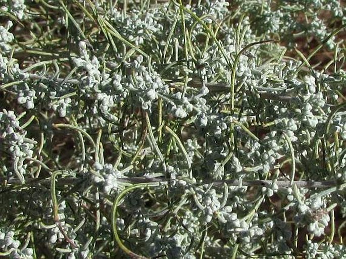 Artemisia filifolia