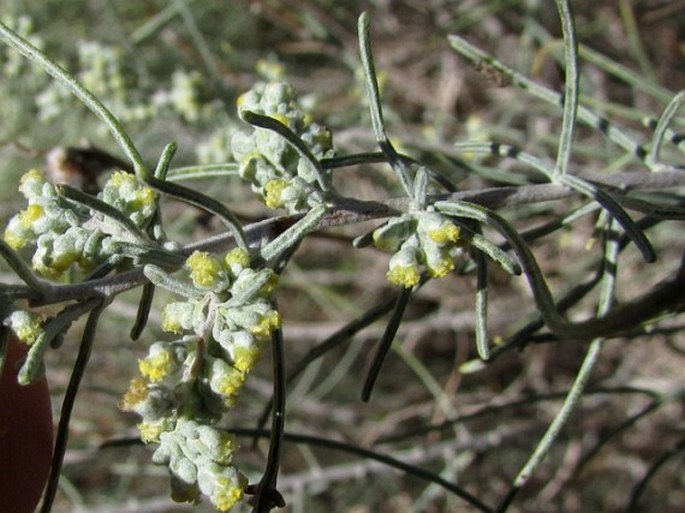 Artemisia filifolia