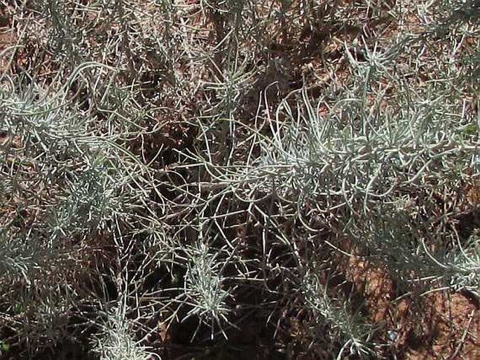 Artemisia filifolia