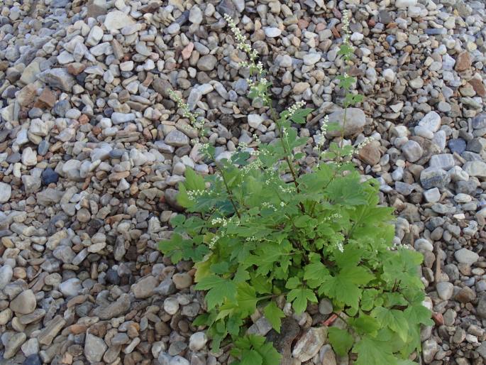 Artemisia lactiflora