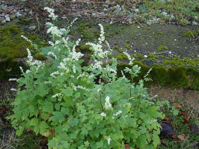 Artemisia lactiflora