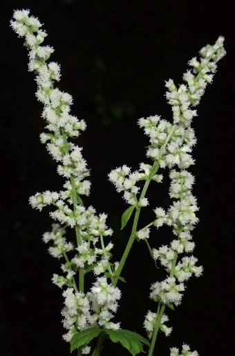 Artemisia lactiflora