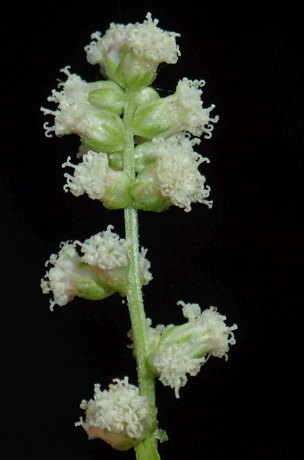 Artemisia lactiflora