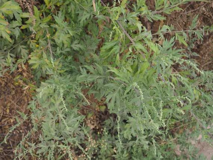 Artemisia indica