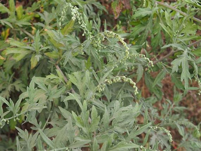 Artemisia indica