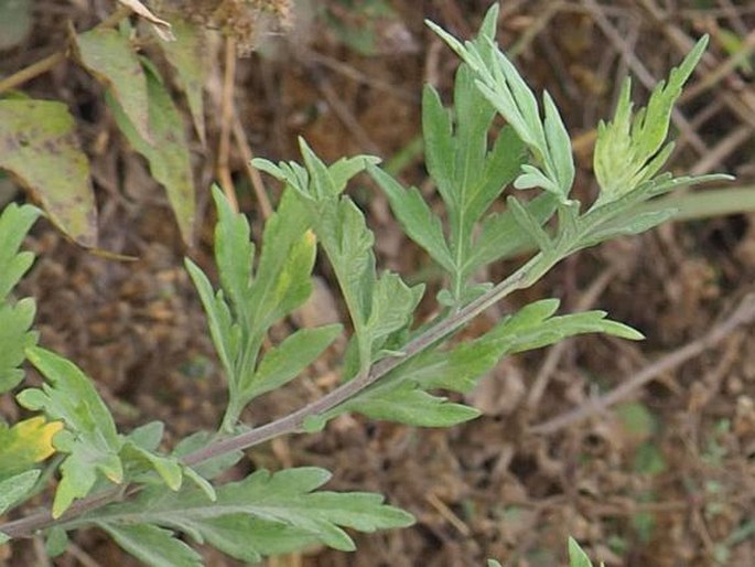 Artemisia indica