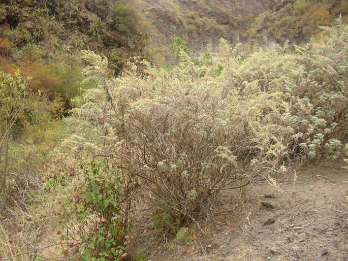 Artemisia thuscula