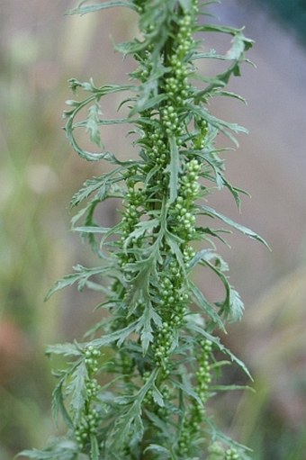 Artemisia tournefortiana