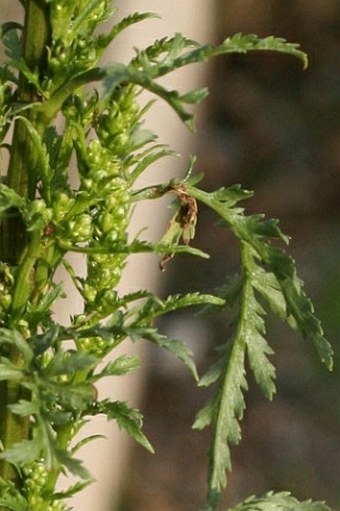 Artemisia tournefortiana