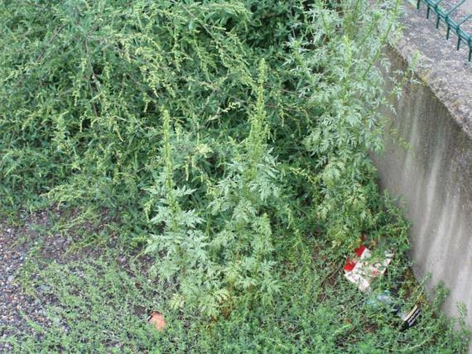 Artemisia tournefortiana