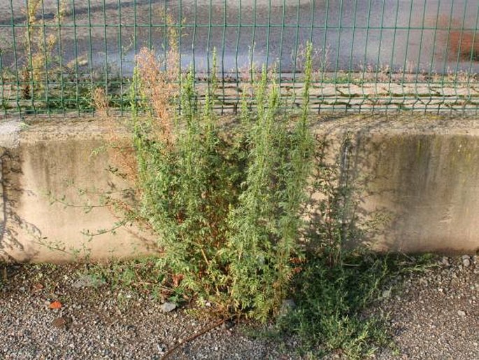 Artemisia tournefortiana