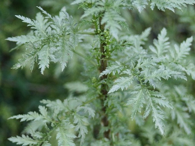 Artemisia tournefortiana