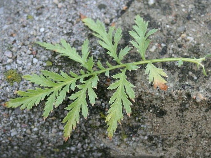 Artemisia tournefortiana