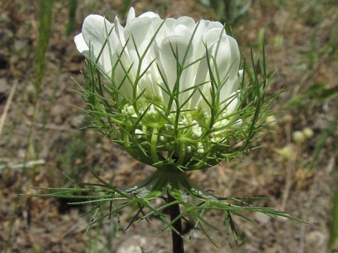 Artedia squamata