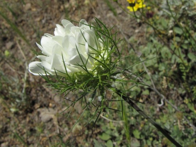 Artedia squamata