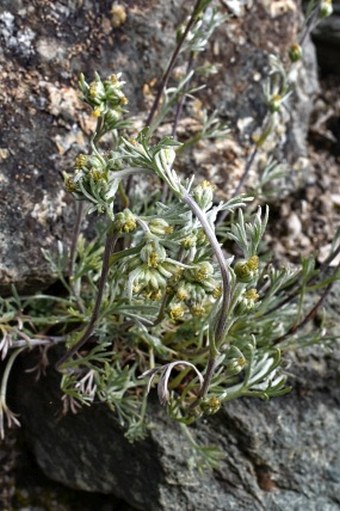 Artemisia genipi