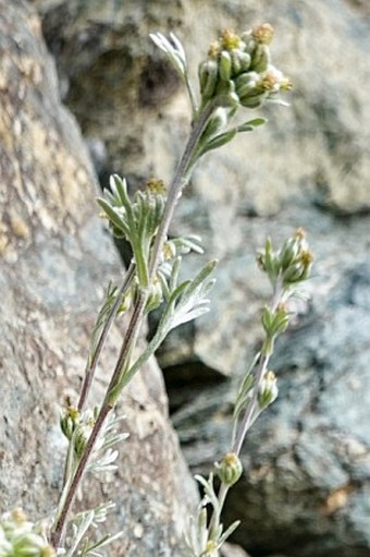 Artemisia genipi