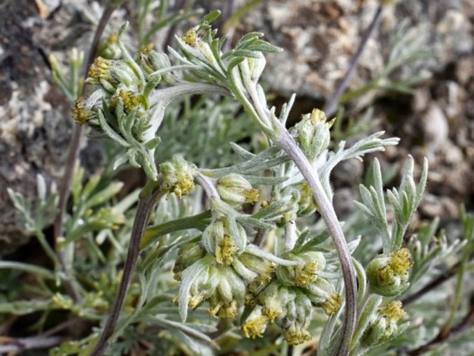 Artemisia genipi