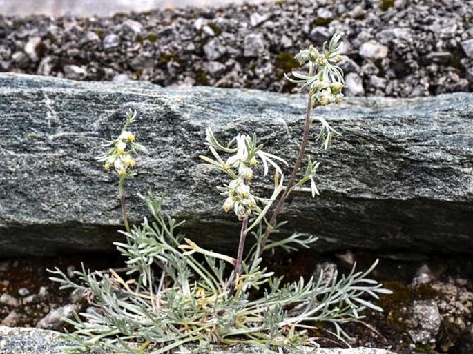 Artemisia genipi