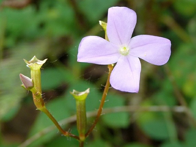 ARTHROSTEMMA PARVIFOLIUM Cogn.