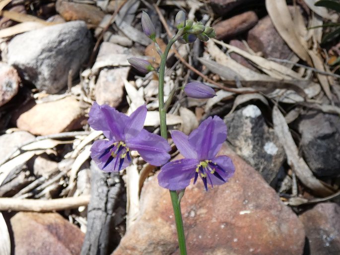 Arthropodium strictum