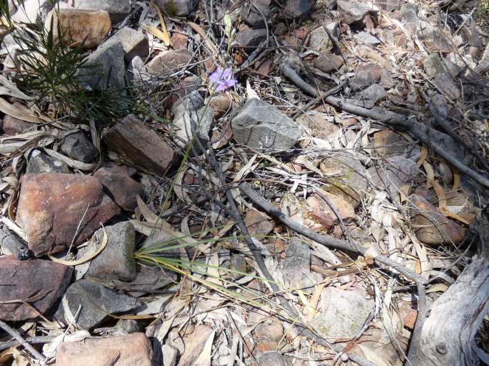 Arthropodium strictum