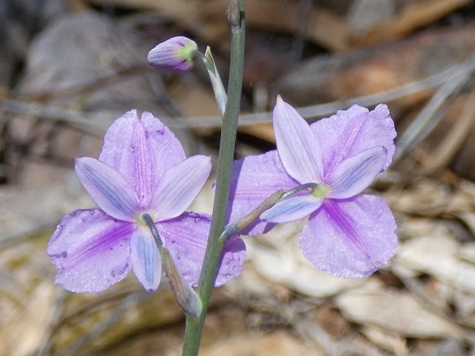 Arthropodium strictum