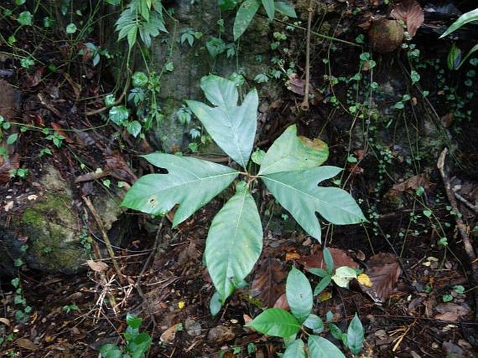 ARTOCARPUS MARIANNENSIS Trécul - chlebovník