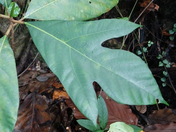 Artocarpus mariannensis