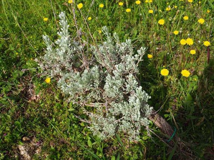 Artemisia tridentata subsp. vaseyana