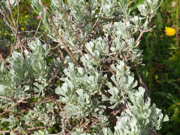Artemisia tridentata subsp. vaseyana