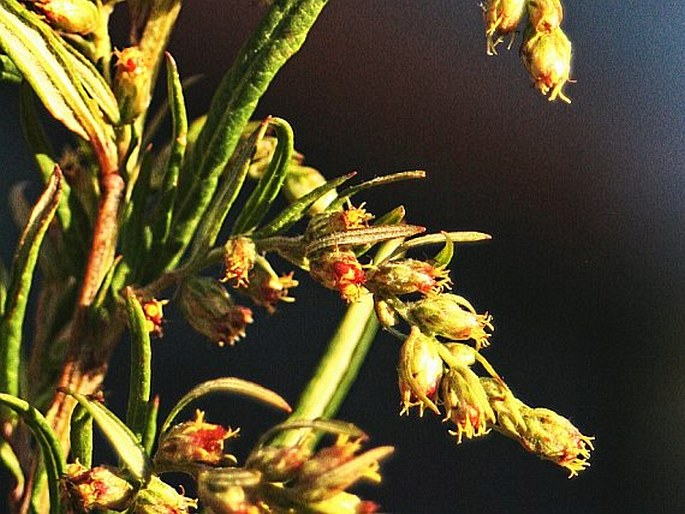 Artemisia verlotiorum