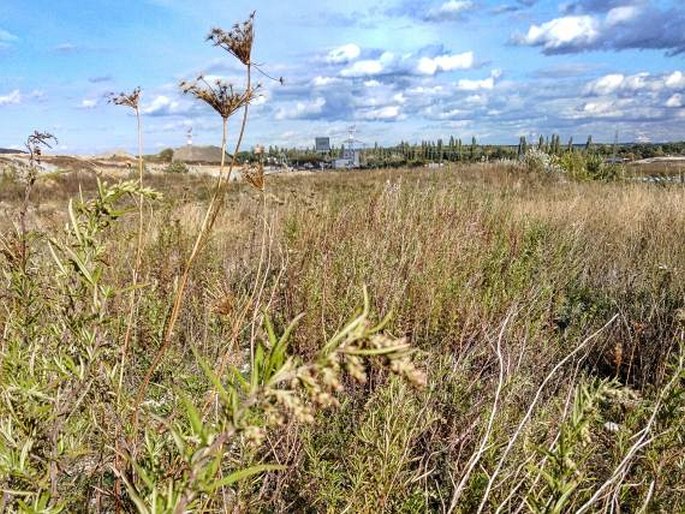 Artemisia verlotiorum