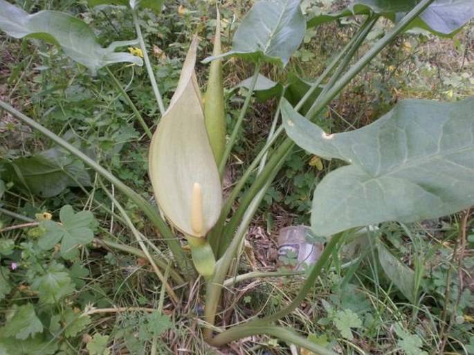 Arum concinnatum