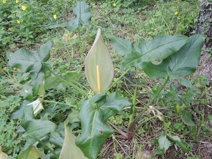 Arum concinnatum