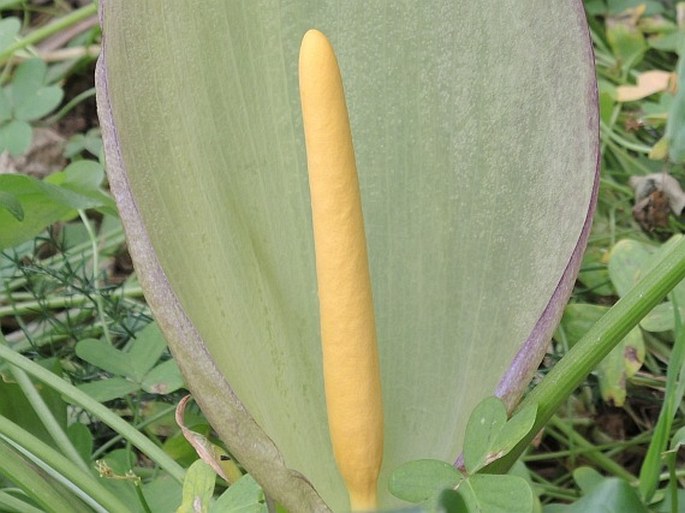 Arum concinnatum